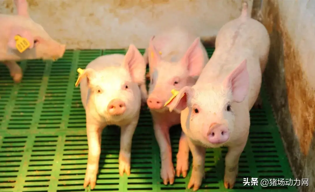 官方发声:下半年猪价稳步上涨势不可挡,但卖好价一定要掌握这招-下半年猪价还会上涨吗\一