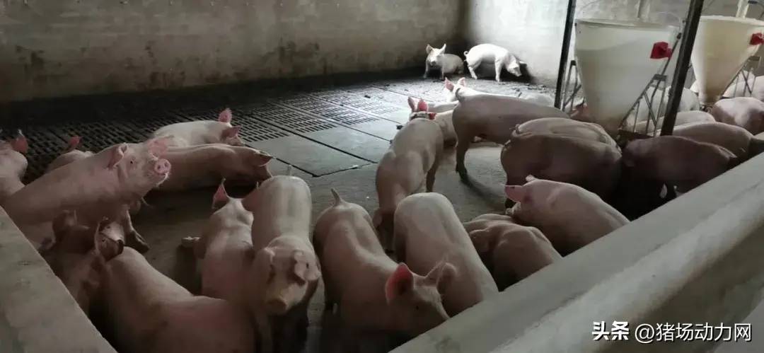 官方发声:下半年猪价稳步上涨势不可挡,但卖好价一定要掌握这招-下半年猪价还会上涨吗\一