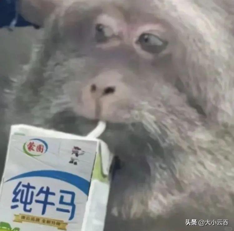 00后的工牌有种淡淡的疯感!网友:在公司耍大牌了,耍的工牌!-00后的工作