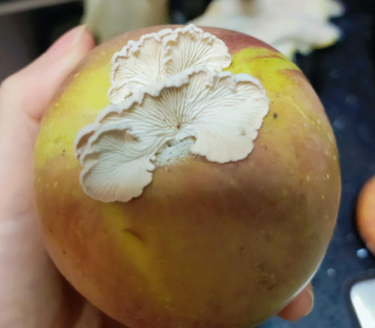 打工人工牌有种淡淡的疯感!网友:在公司耍大牌了,耍的工牌!-打工人图片说说