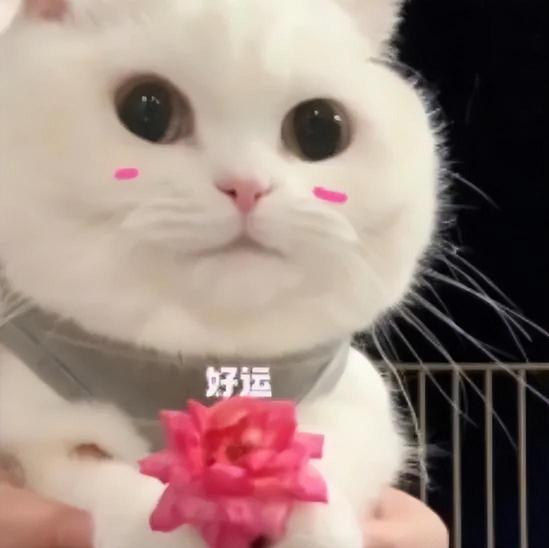 打工人工牌有种淡淡的疯感!网友:在公司耍大牌了,耍的工牌!-打工人图片说说