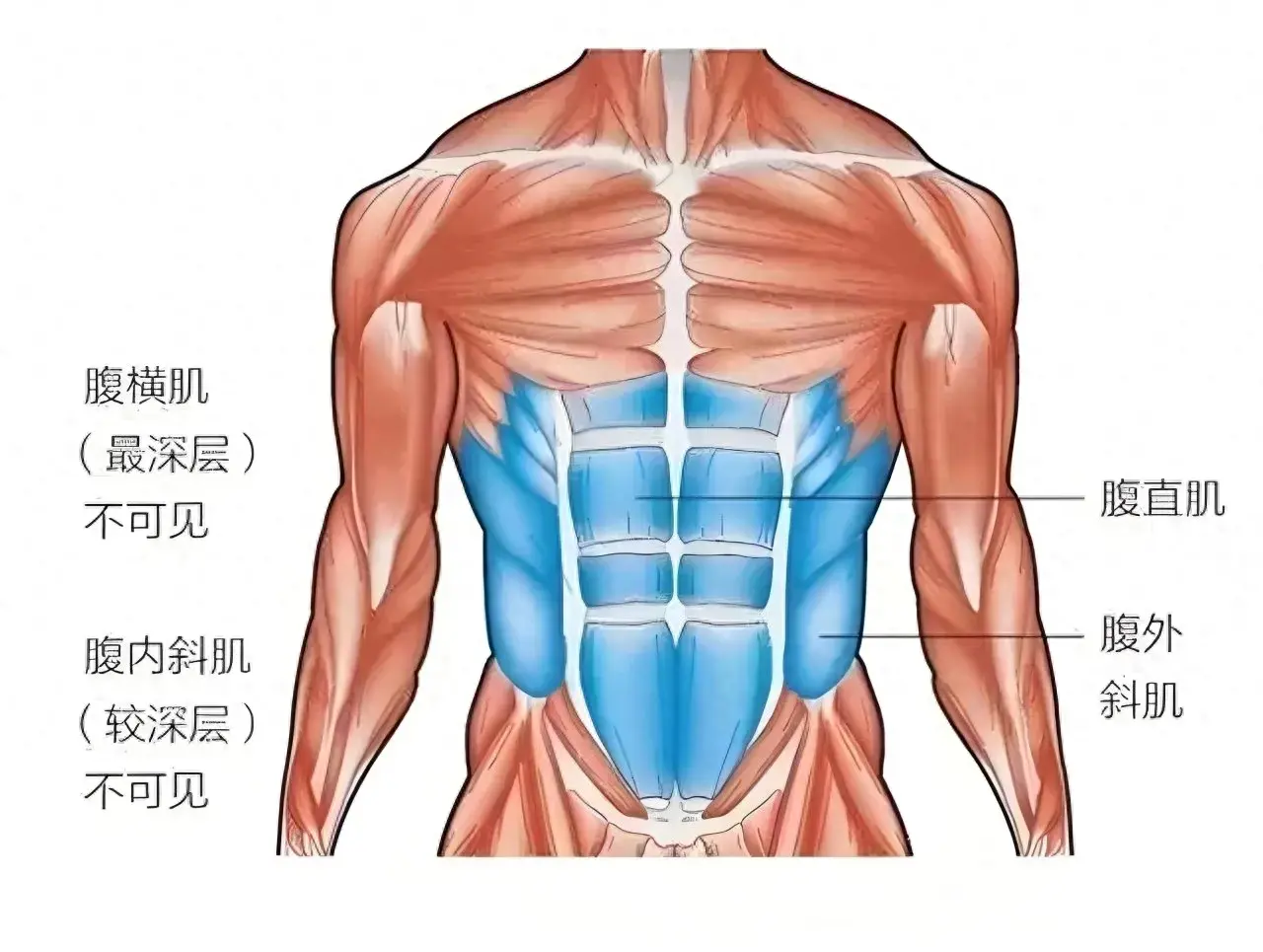 暑假坚持这5个动作,开学练出8块腹肌!-学生练腹肌的动作视频教程