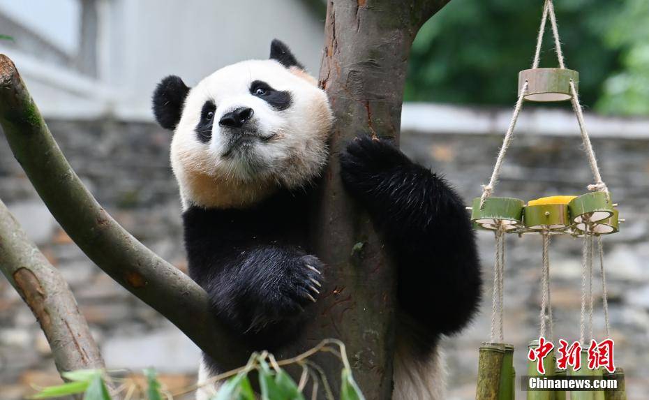 大熊猫“福宝”迎来回国后首个生日-熊猫福娃叫什么名字