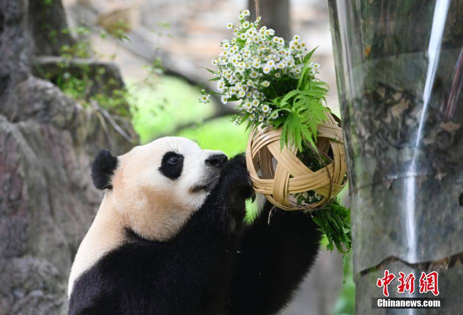 大熊猫“福宝”迎来回国后首个生日-熊猫福娃叫什么名字