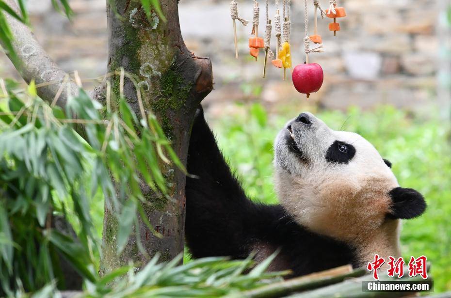 大熊猫“福宝”迎来回国后首个生日-熊猫福娃叫什么名字