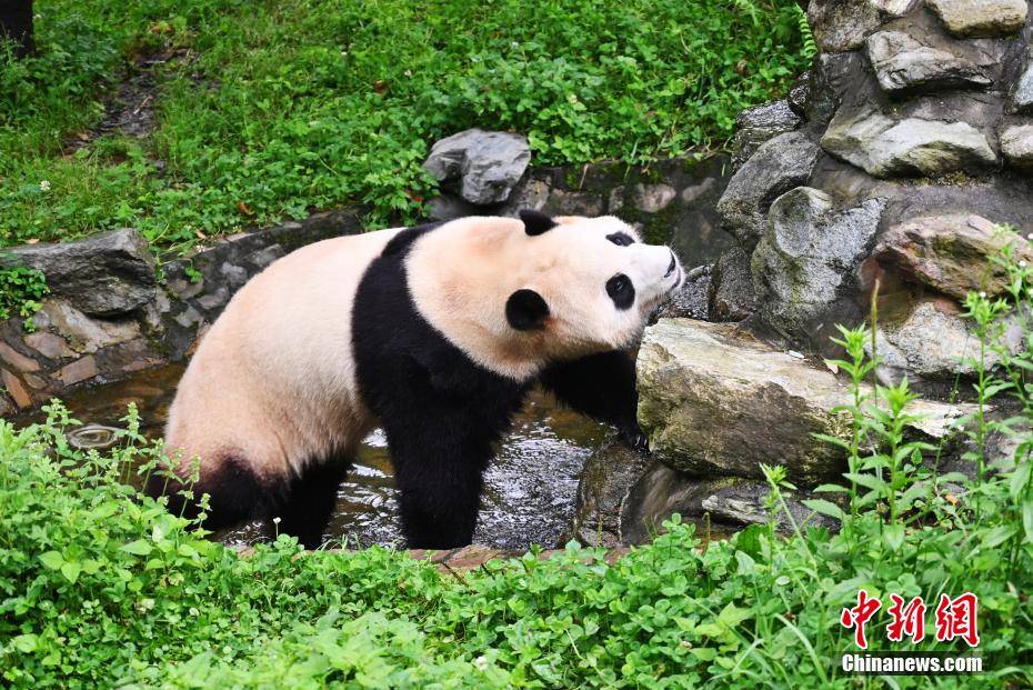 大熊猫“福宝”迎来回国后首个生日-熊猫福娃叫什么名字