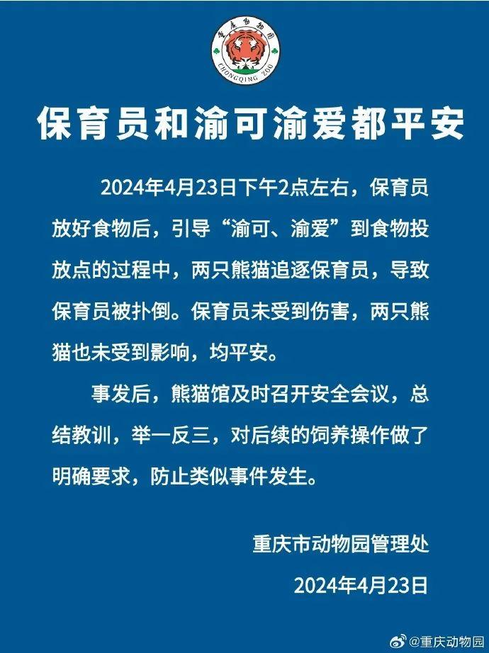 惊险!9岁大熊猫扑倒奶妈,周围游客尖叫连连,动物园回应!-野生大熊猫打架视频