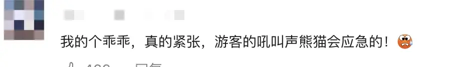 惊险!9岁大熊猫扑倒奶妈,周围游客尖叫连连,动物园回应!-野生大熊猫打架视频