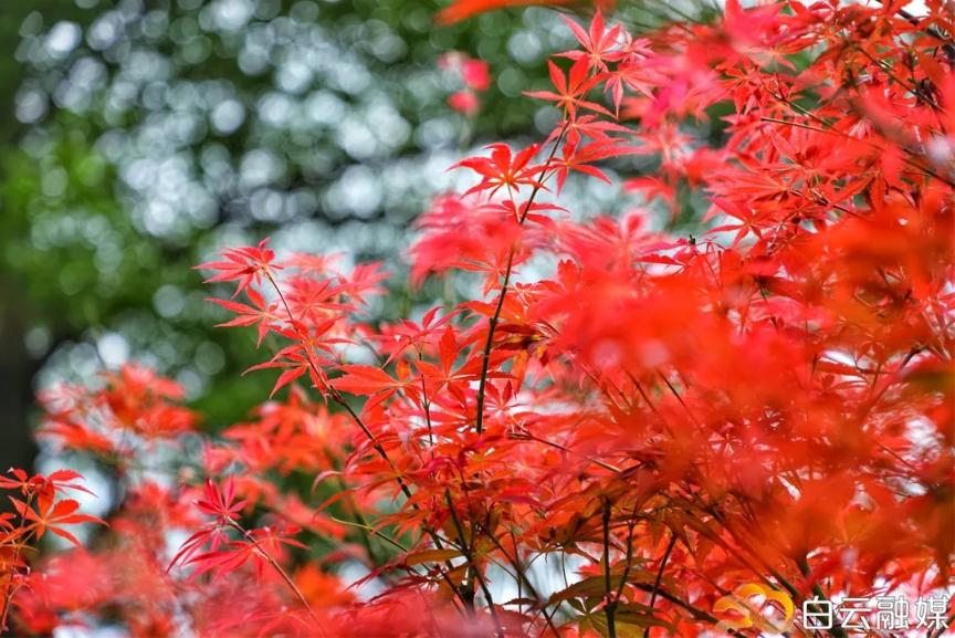 广东小伙伴,你的秋季体验卡将到期!明起重回30℃+|温度记-体验卡领取