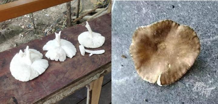 老婆景区里采了6朵蘑菇,老公吃完住进ICU!医生仔细一看:1朵足可致命