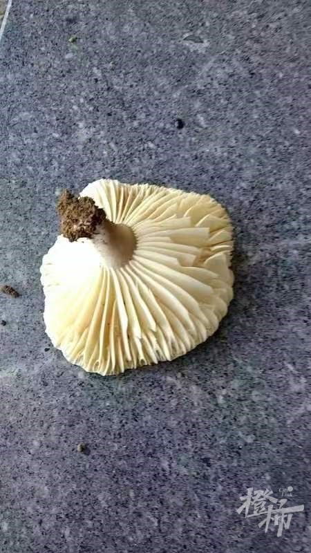 老婆景区里采了6朵蘑菇,老公吃完住进ICU!医生仔细一看:1朵足可致命