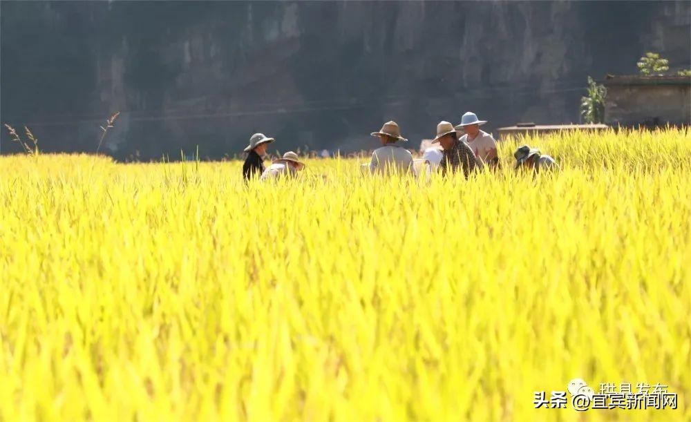 鸟瞰三江大地 藏在梯田里的丰收景-三江游玩