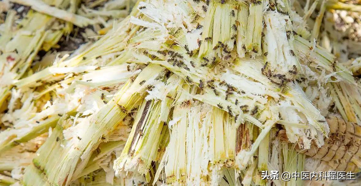 老话说:一根甘蔗六味药,是什么意思?有道理吗?中医揭开谜底-一根甘蔗等于多少方糖