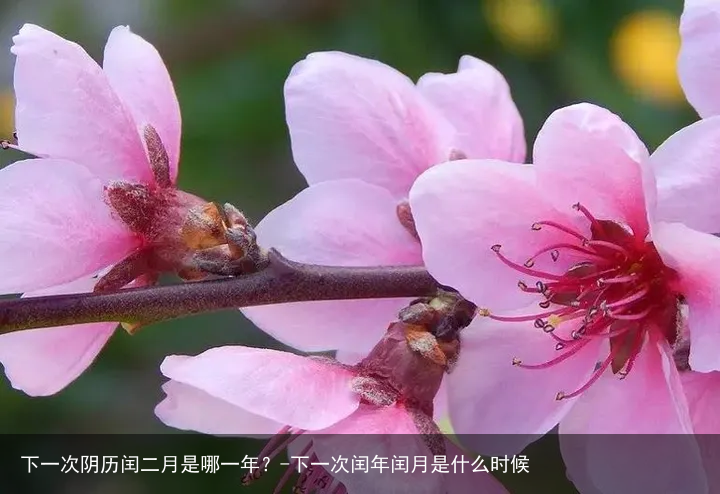 下一次阴历闰二月是哪一年？-下一次闰年闰月是什么时候