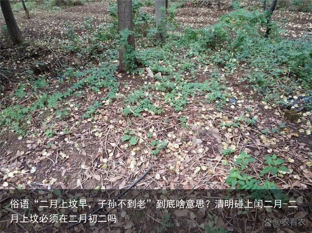 俗语“二月上坟早，子孙不到老”到底啥意思？清明碰上闰二月-二月上坟必须在二月初二吗