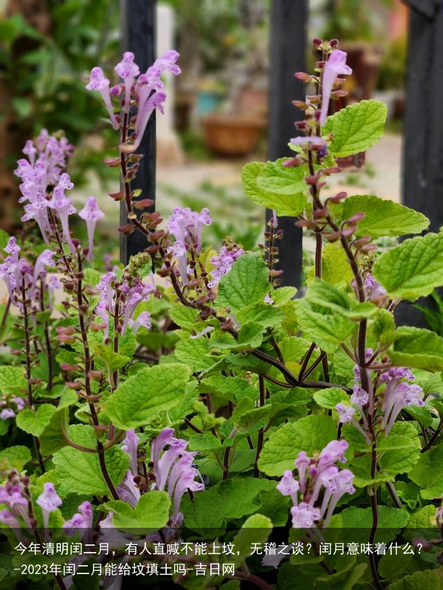 今年清明闰二月，有人直喊不能上坟，无稽之谈？闰月意味着什么？-2023年闰二月能给坟填土吗-吉日网