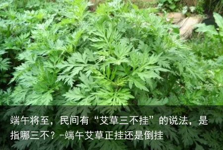 端午将至，民间有“艾草三不挂”的说法，是指哪三不？-端午艾草正挂还是倒挂