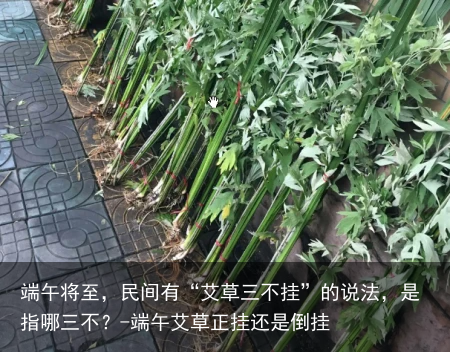 端午将至，民间有“艾草三不挂”的说法，是指哪三不？-端午艾草正挂还是倒挂