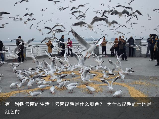 有一种叫云南的生活｜云南昆明是什么颜色？-为什么昆明的土地是红色的