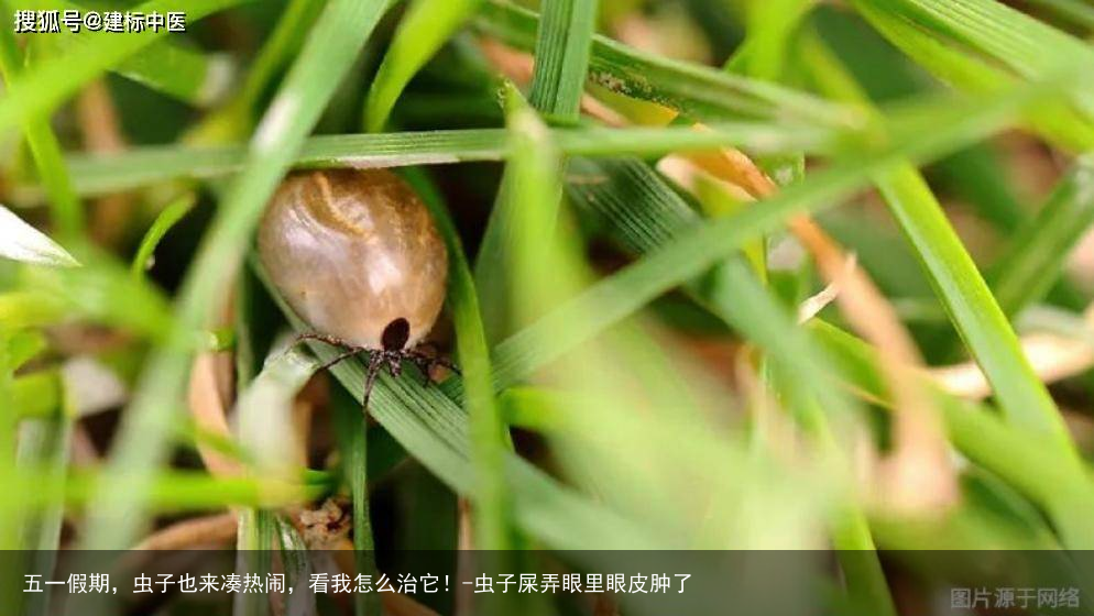 五一假期，虫子也来凑热闹，看我怎么治它！-虫子屎弄眼里眼皮肿了