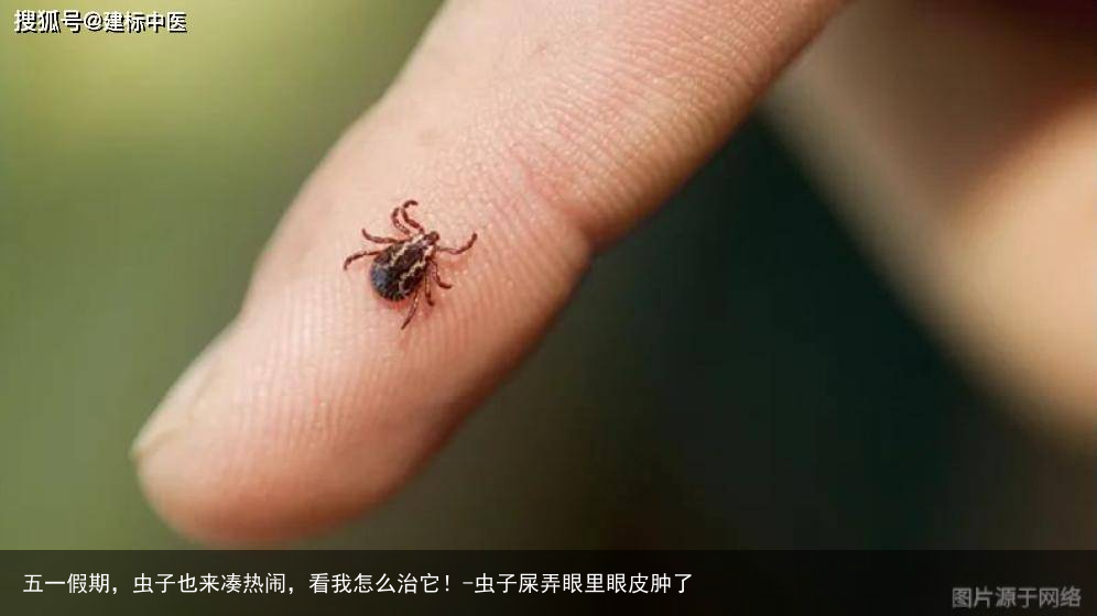 五一假期，虫子也来凑热闹，看我怎么治它！-虫子屎弄眼里眼皮肿了