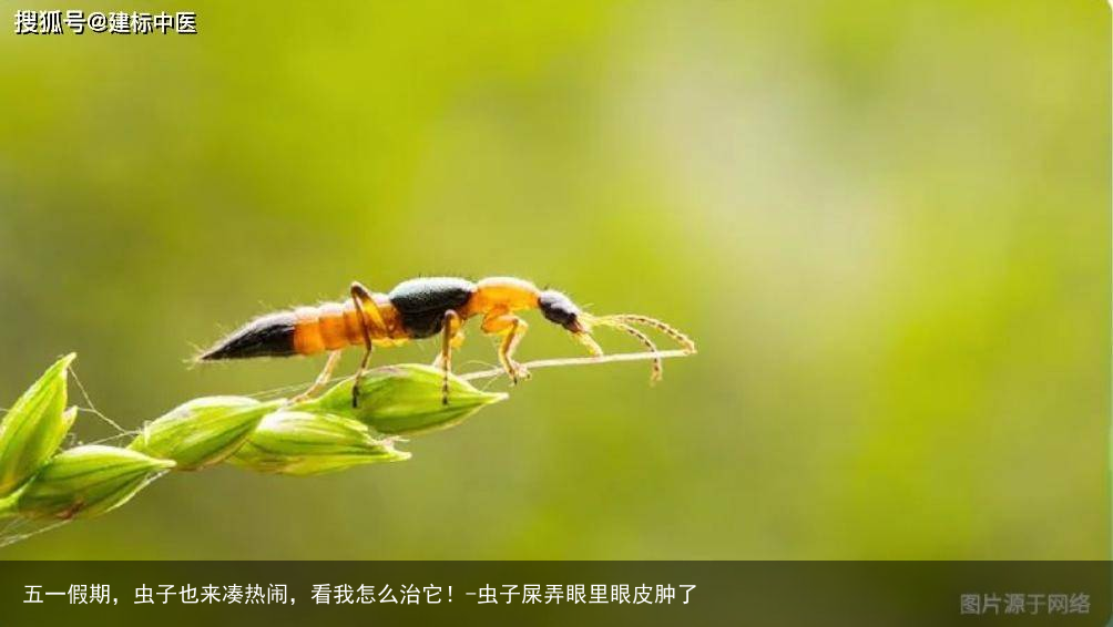五一假期，虫子也来凑热闹，看我怎么治它！-虫子屎弄眼里眼皮肿了