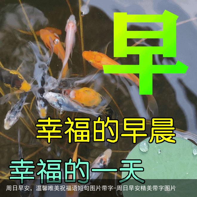 周日早安，温馨唯美祝福语短句图片带字-周日早安精美带字图片