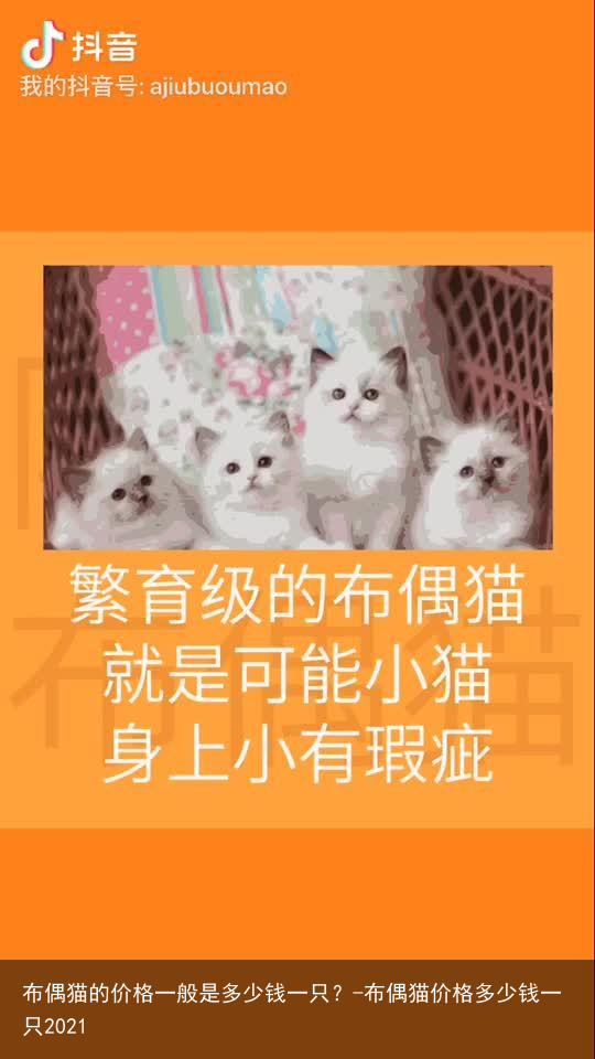 布偶猫的价格一般是多少钱一只？-布偶猫价格多少钱一只2021