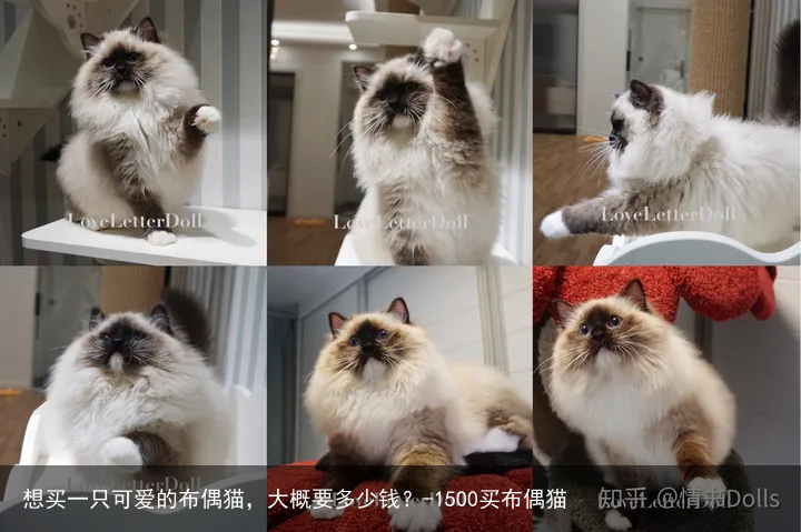 想买一只可爱的布偶猫，大概要多少钱？-1500买布偶猫