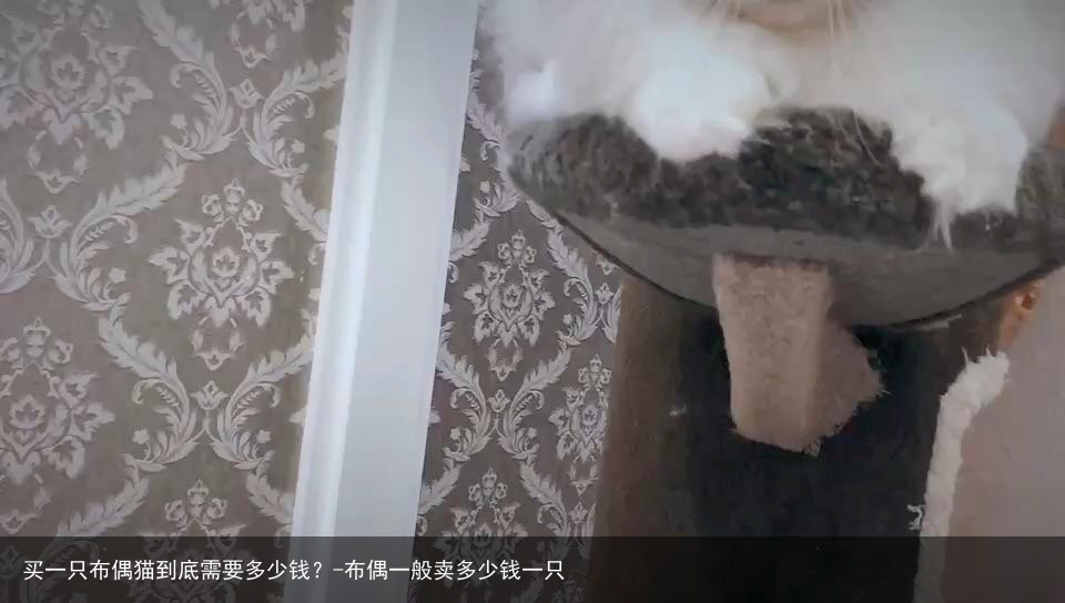买一只布偶猫到底需要多少钱？-布偶一般卖多少钱一只