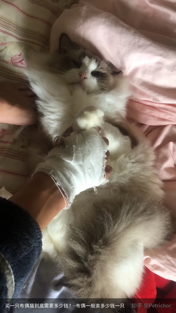 买一只布偶猫到底需要多少钱？-布偶一般卖多少钱一只