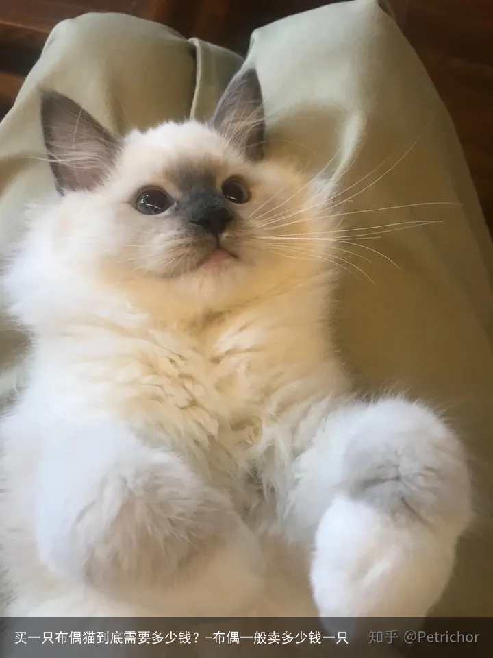 买一只布偶猫到底需要多少钱？-布偶一般卖多少钱一只