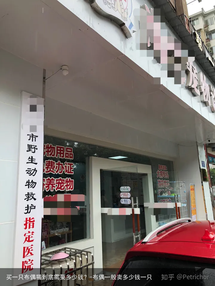 买一只布偶猫到底需要多少钱？-布偶一般卖多少钱一只