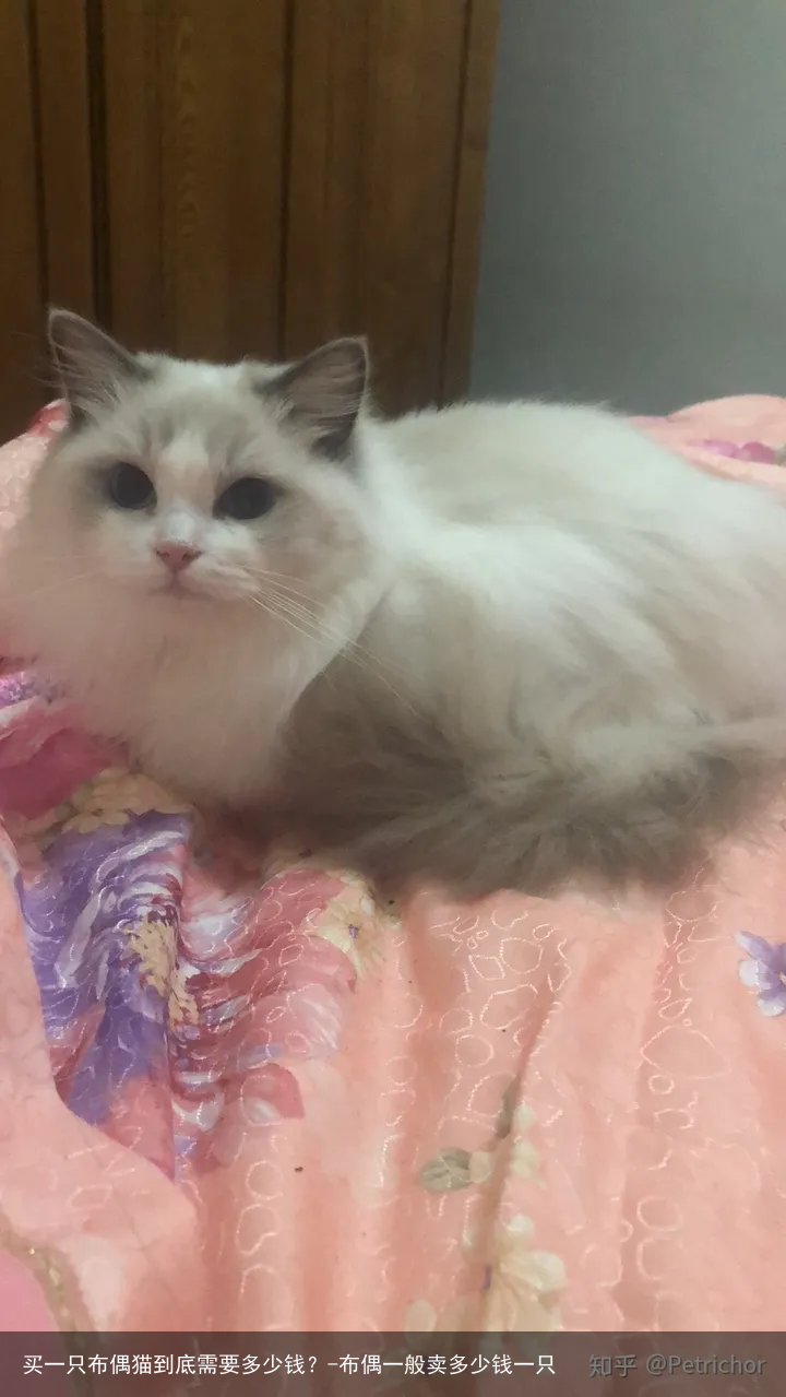 买一只布偶猫到底需要多少钱？-布偶一般卖多少钱一只