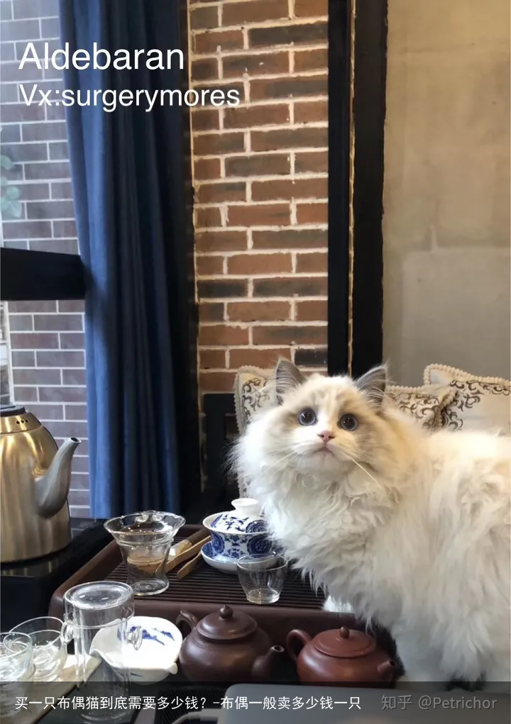 买一只布偶猫到底需要多少钱？-布偶一般卖多少钱一只