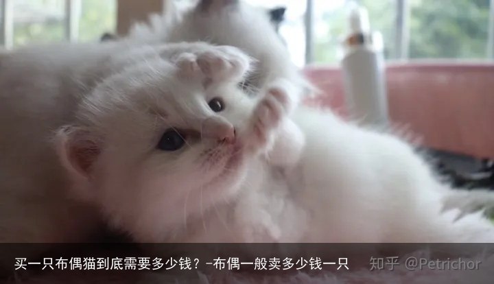 买一只布偶猫到底需要多少钱？-布偶一般卖多少钱一只
