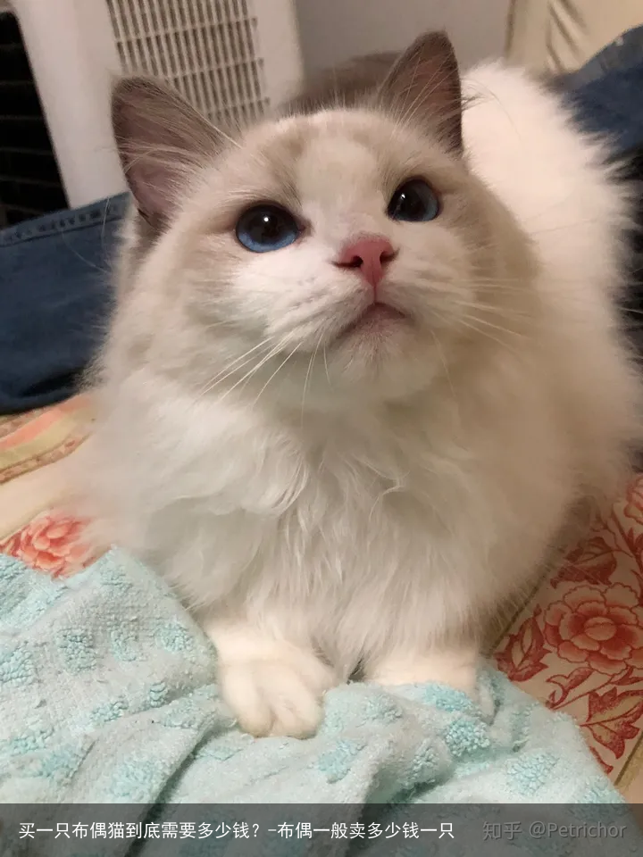 买一只布偶猫到底需要多少钱？-布偶一般卖多少钱一只