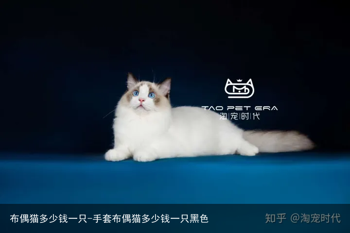 布偶猫多少钱一只-手套布偶猫多少钱一只黑色