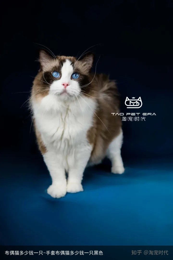 布偶猫多少钱一只-手套布偶猫多少钱一只黑色