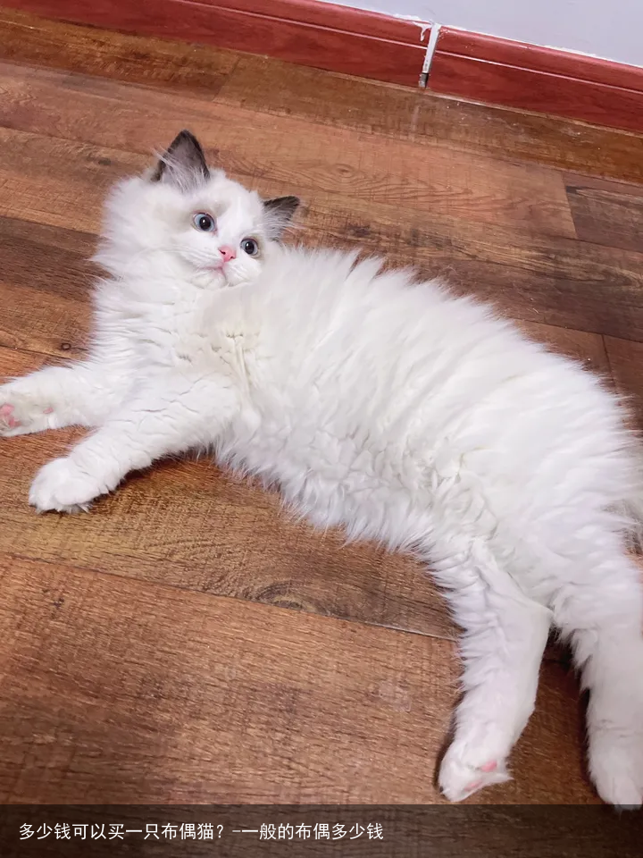 多少钱可以买一只布偶猫？-一般的布偶多少钱