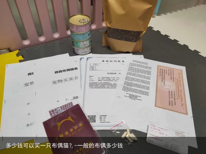 多少钱可以买一只布偶猫？-一般的布偶多少钱