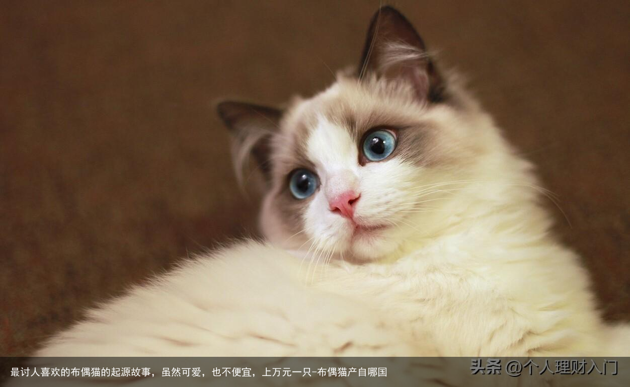 最讨人喜欢的布偶猫的起源故事，虽然可爱，也不便宜，上万元一只-布偶猫产自哪国