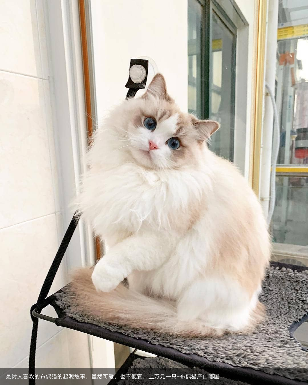最讨人喜欢的布偶猫的起源故事，虽然可爱，也不便宜，上万元一只-布偶猫产自哪国
