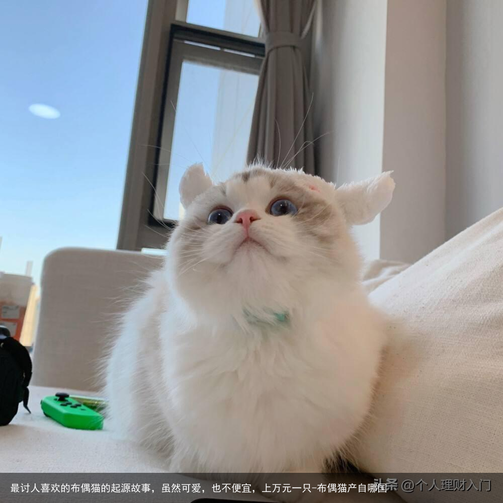 最讨人喜欢的布偶猫的起源故事，虽然可爱，也不便宜，上万元一只-布偶猫产自哪国