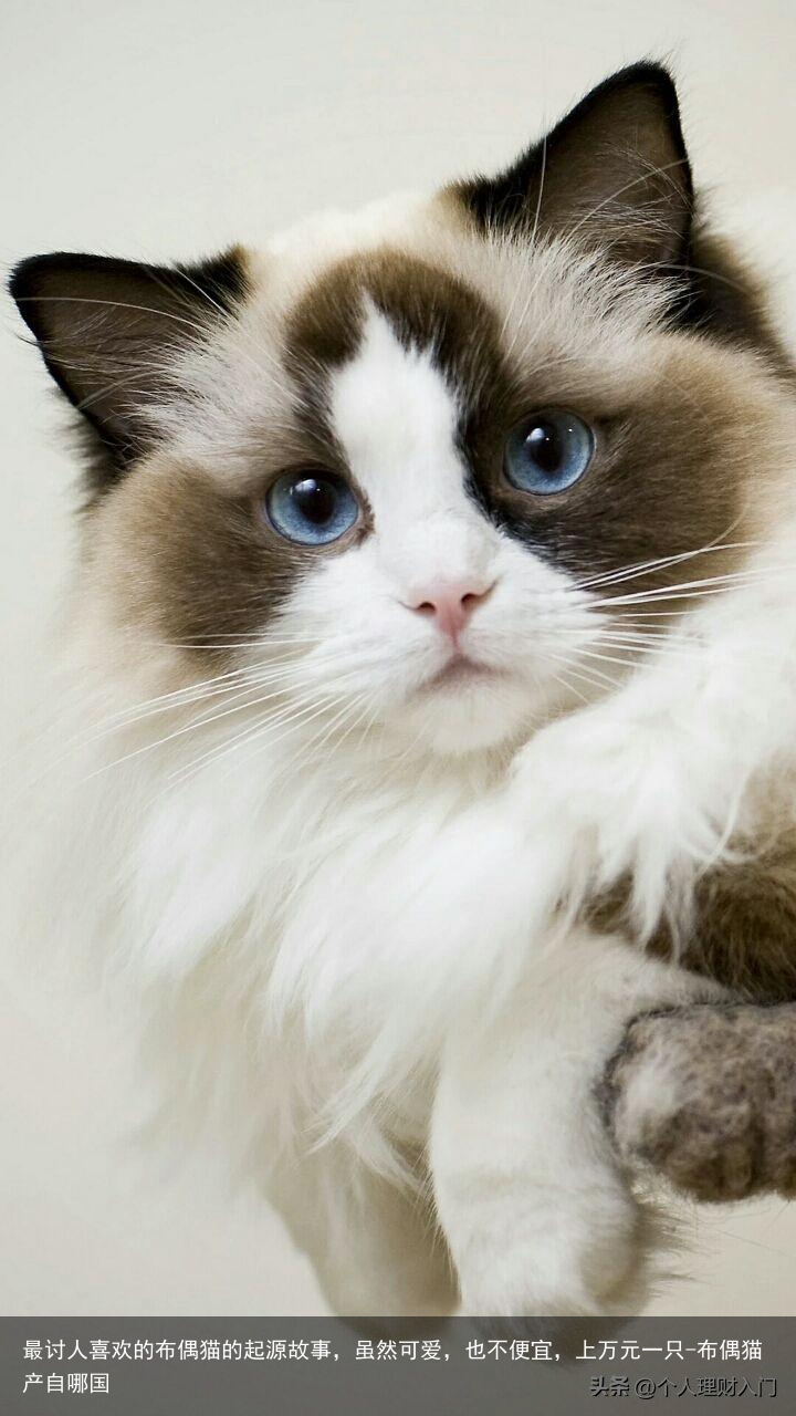 最讨人喜欢的布偶猫的起源故事，虽然可爱，也不便宜，上万元一只-布偶猫产自哪国
