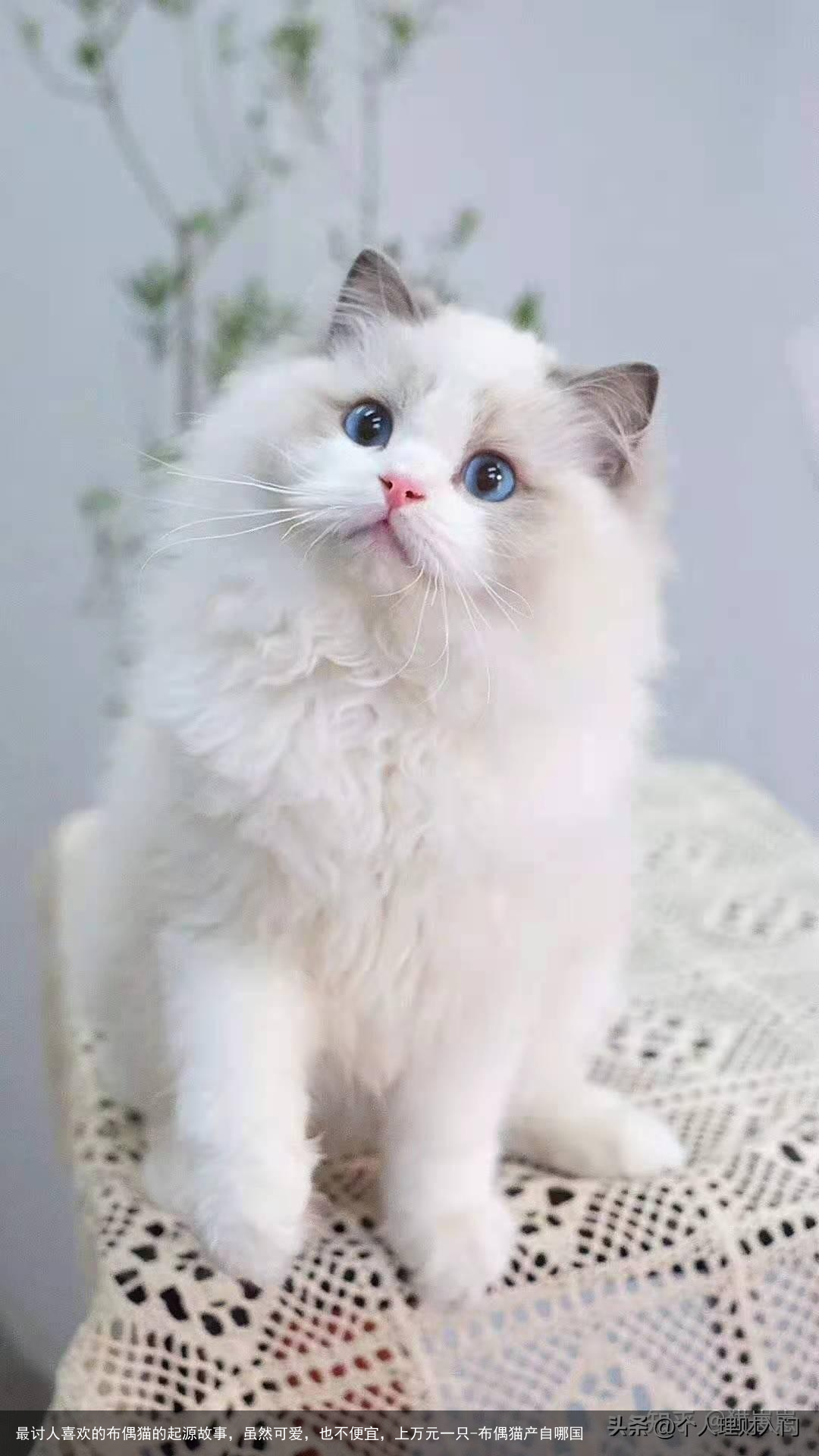 最讨人喜欢的布偶猫的起源故事，虽然可爱，也不便宜，上万元一只-布偶猫产自哪国