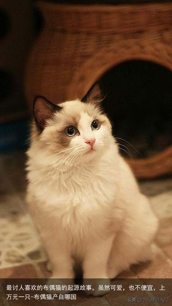 最讨人喜欢的布偶猫的起源故事，虽然可爱，也不便宜，上万元一只-布偶猫产自哪国