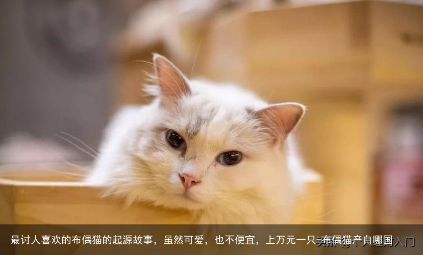 最讨人喜欢的布偶猫的起源故事，虽然可爱，也不便宜，上万元一只-布偶猫产自哪国