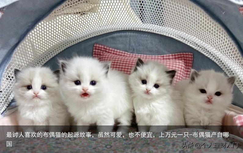最讨人喜欢的布偶猫的起源故事，虽然可爱，也不便宜，上万元一只-布偶猫产自哪国
