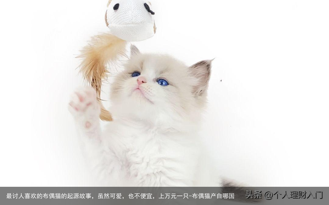 最讨人喜欢的布偶猫的起源故事，虽然可爱，也不便宜，上万元一只-布偶猫产自哪国